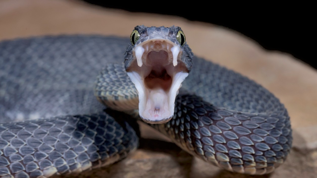 Karnataka H1N1 death audit committee to include snakebite casualties  