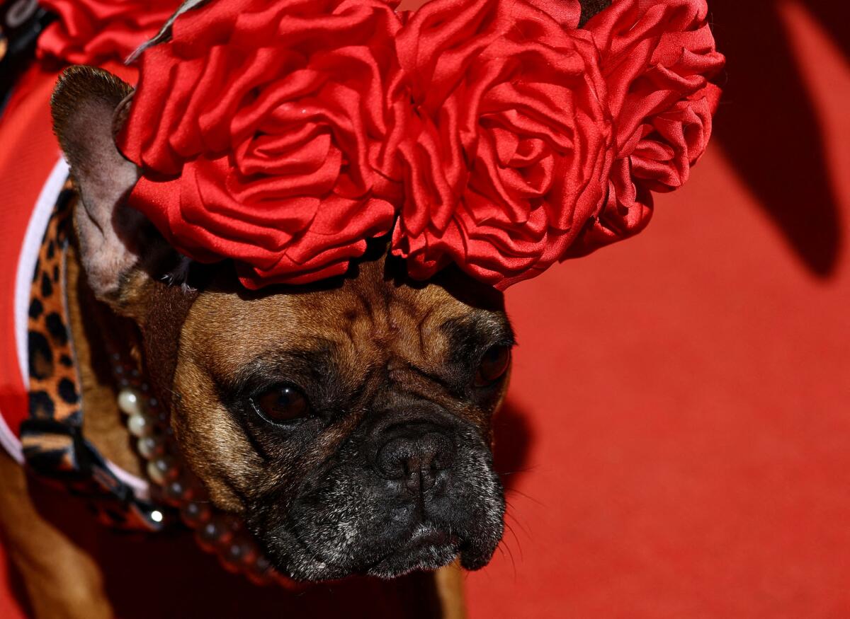 A dog dressed in a costume participates in a parade of French Bulldogs in Moscow, Russia April 27, 2025.