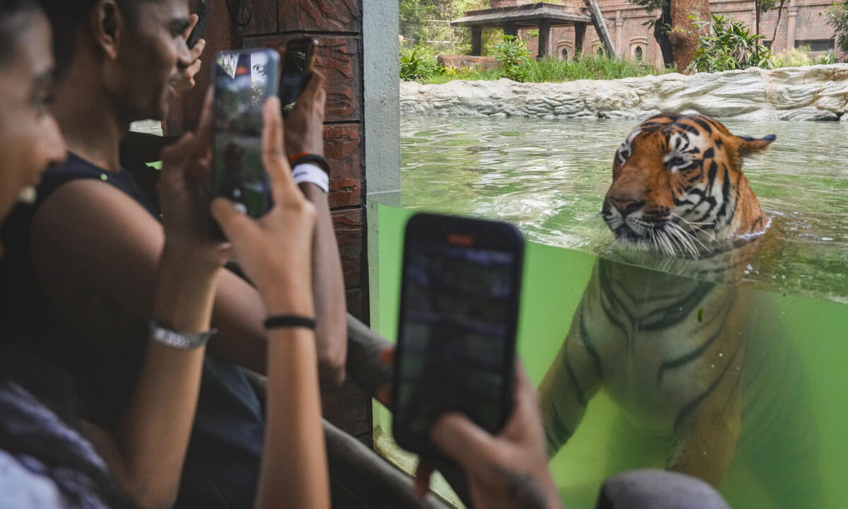 Visitors click pictures of a tiger at the Byculla Zoo, in Mumbai, Sunday, April 27, 2025. In the extreme heat condition this summer, zookeepers are taking various steps including water fountains and increased shade to mitigate the impact of extreme heat on zoo animals.