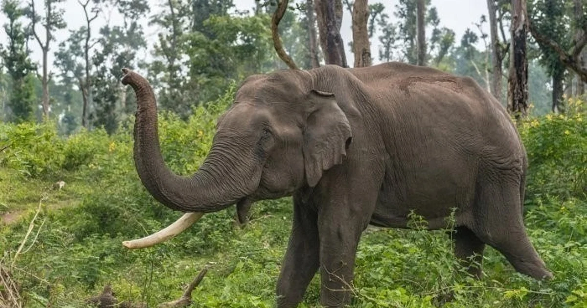Chhattisgarh Elephant Tragedy: 4 Killed, 3 Arrested for Jumbo Electrocution