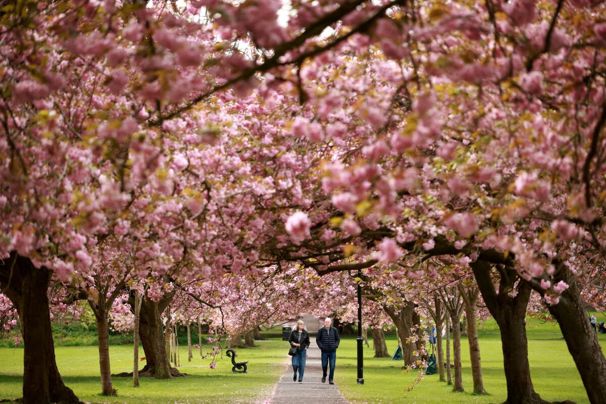 People walk along an avenue of blossoming Cherry trees in The Stray park in Harrogate, Britain, April 28, 2025.