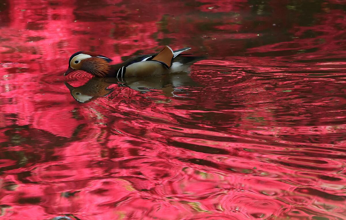  mandarin duck swims through reflections of spring growth and blossom on a pond in Richmond Park in London, Britain, April 28, 2025. 