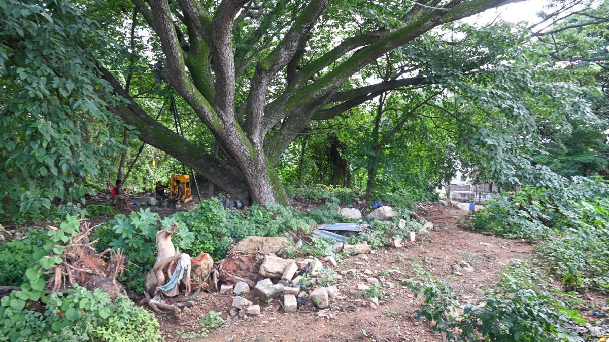 Green hub under attack: Will hundreds of trees fall for biz hub?