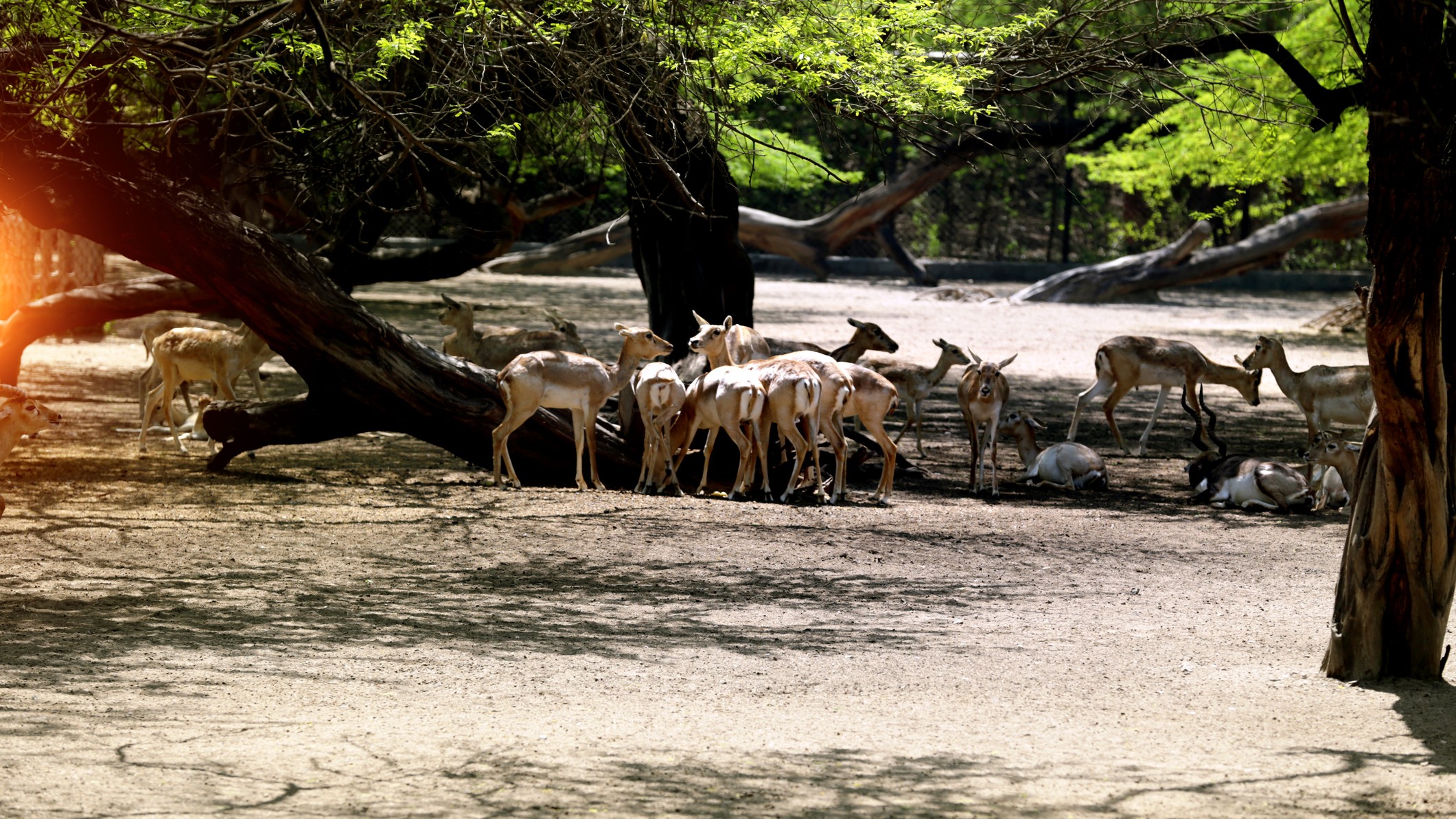 Supreme Court restrains DDA from shifting deer remaining in Delhi's Deer Park