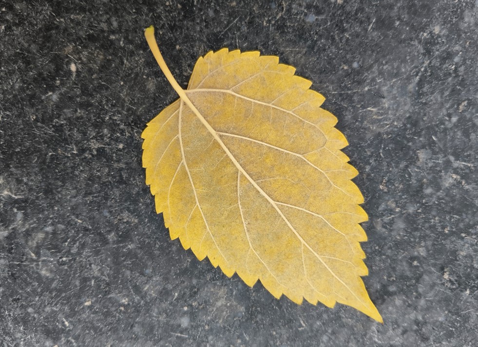 iQOO Z10x's camera sample.
