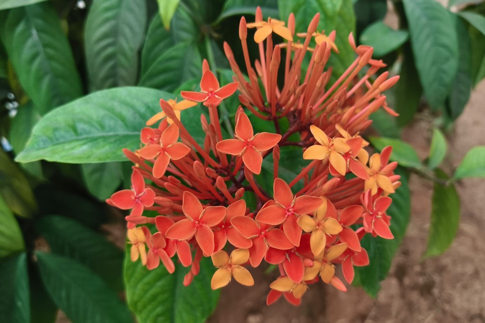 iQOO Z10x's camera sample.