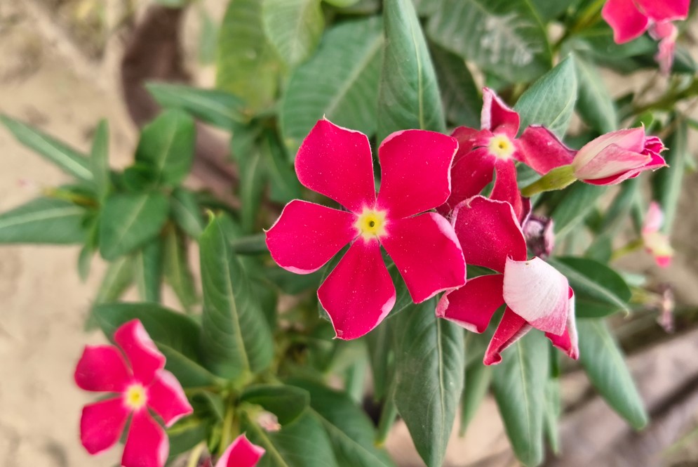 iQOO Z10x's camera sample.