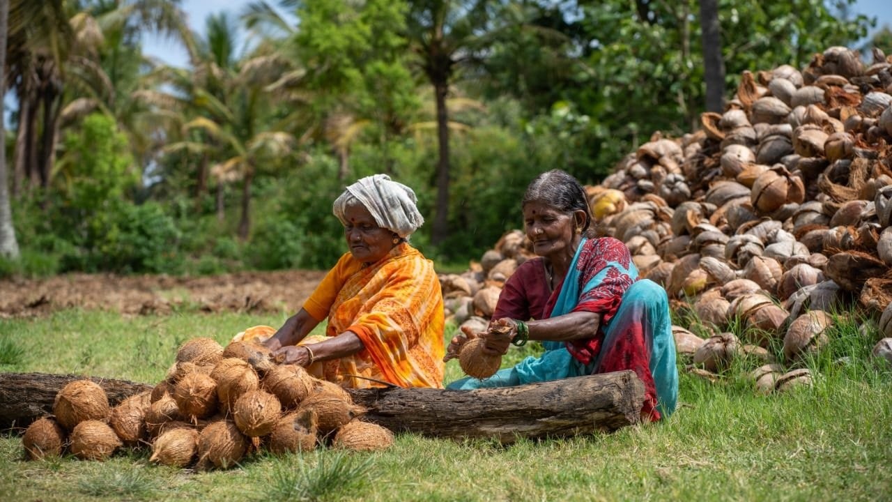 Frond, fibre and beyond
