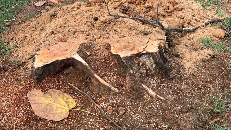 BBMP approves felling of 14 trees at golf club premises 