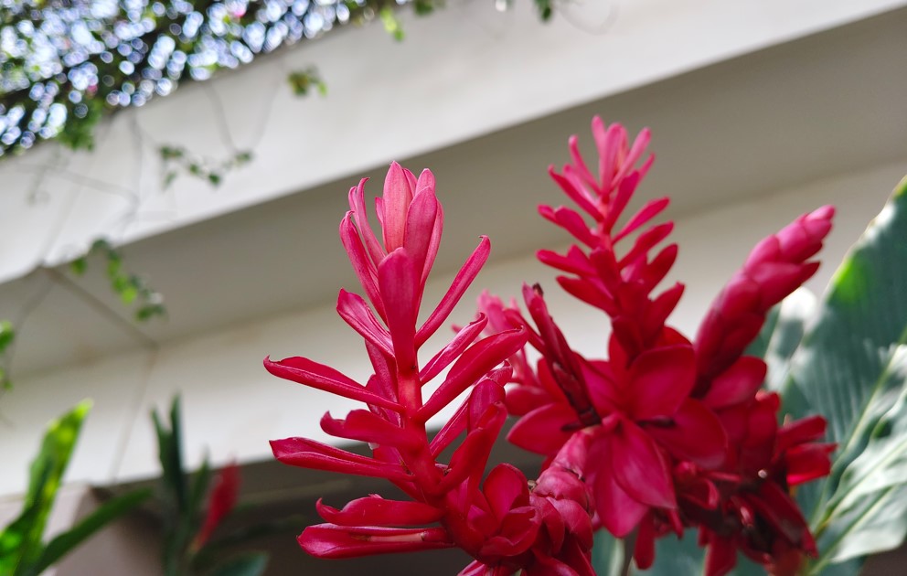 Vivo T4 5G's camera sample.