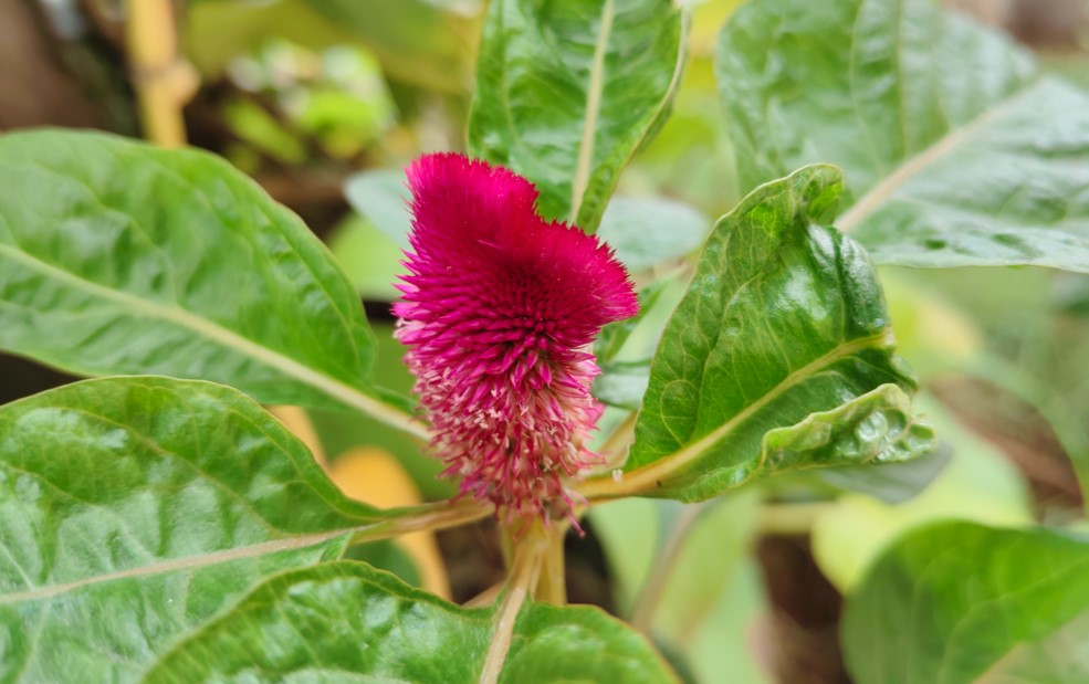 Vivo T4 5G's camera sample.