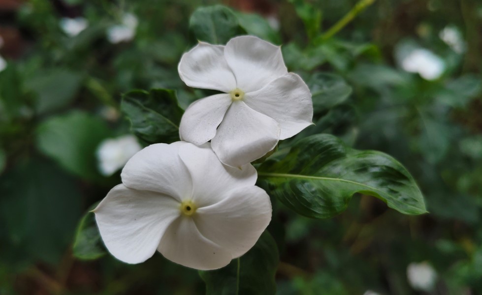 Vivo T4 5G's camera sample.