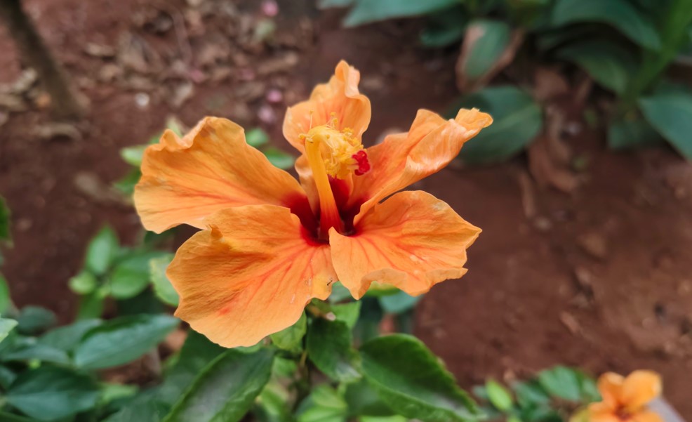 Vivo T4 5G's camera sample.