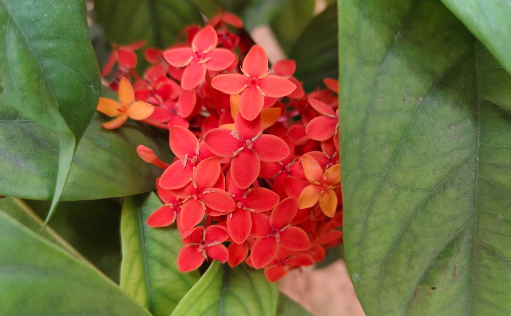 Vivo T4 5G's camera sample.