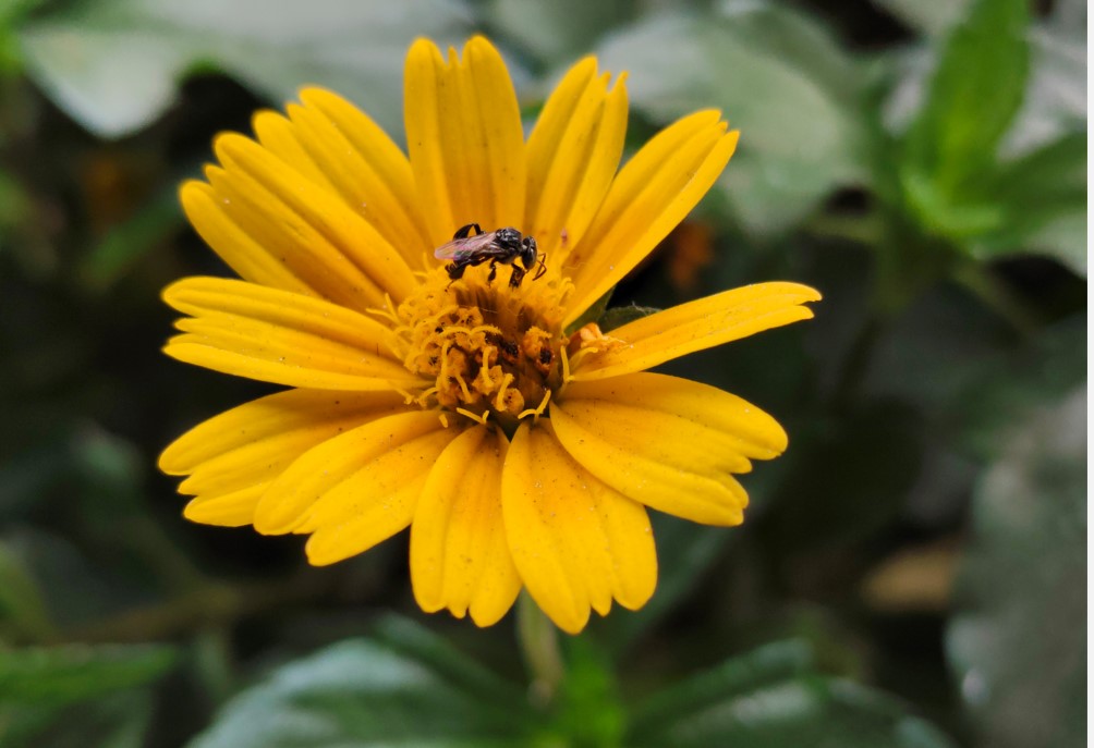Vivo T4 5G's camera sample.