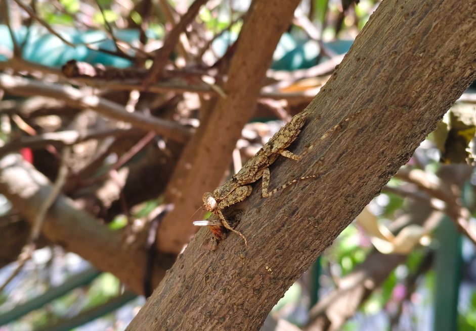 Vivo T4 5G's camera sample.