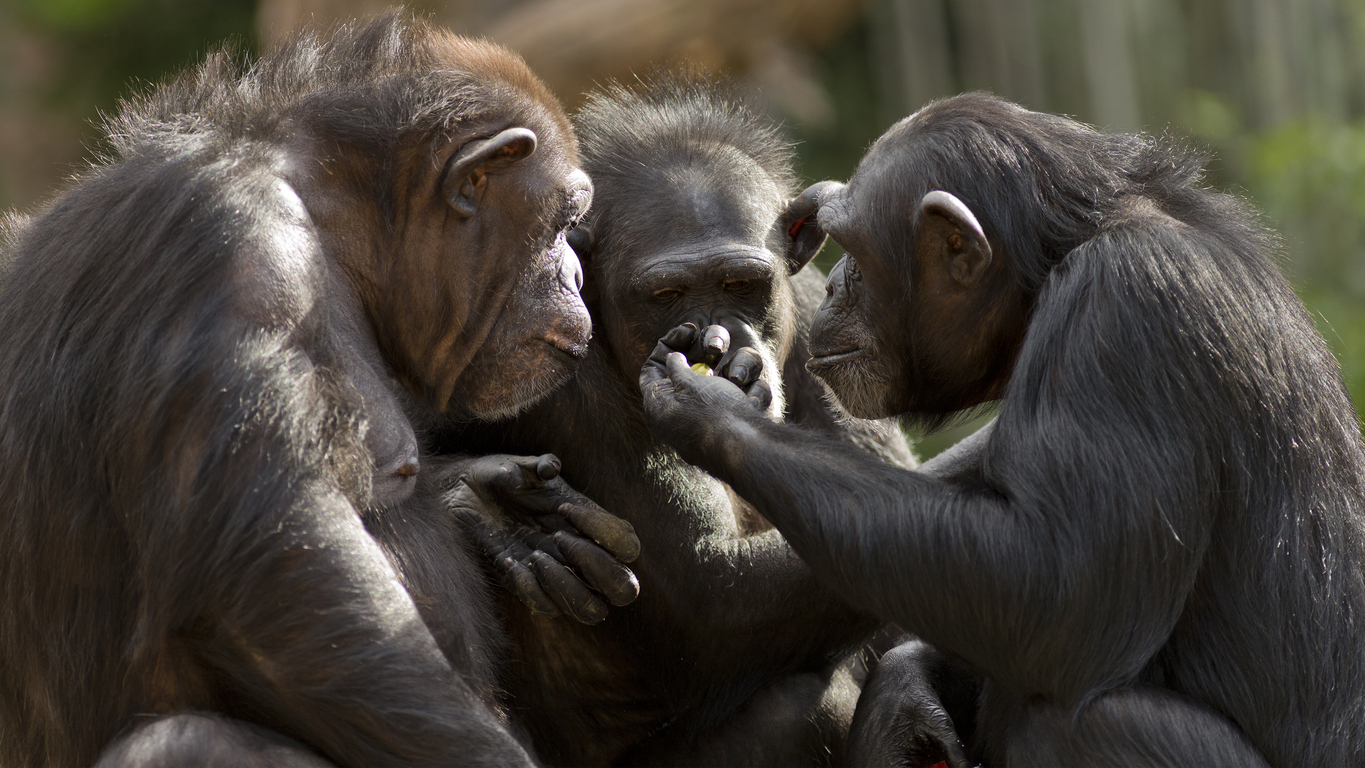 Chimps caring for chimps: Apes administer first aid, research finds