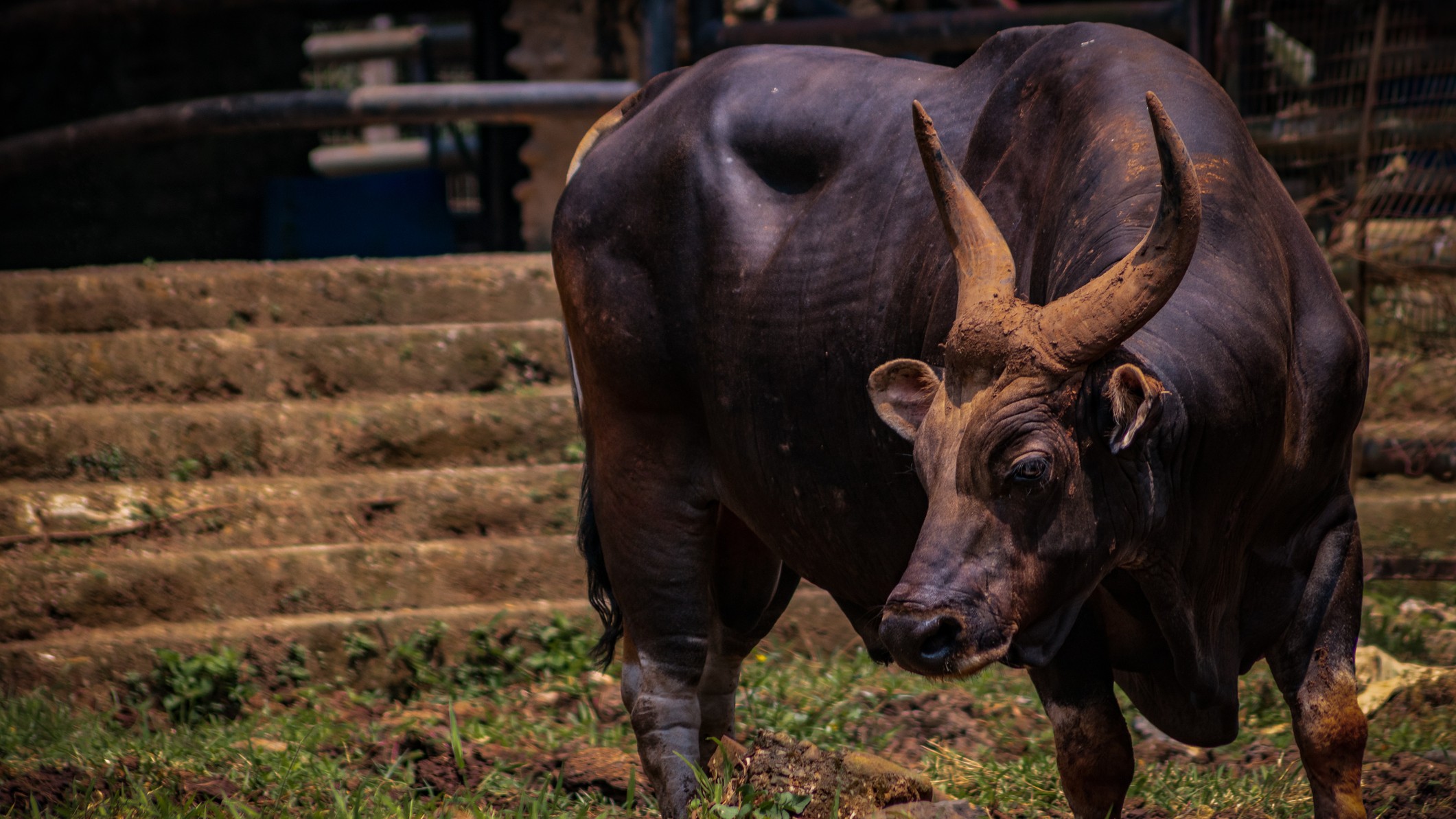 Mithun: An option that can cater to demand for healthy and organic meat