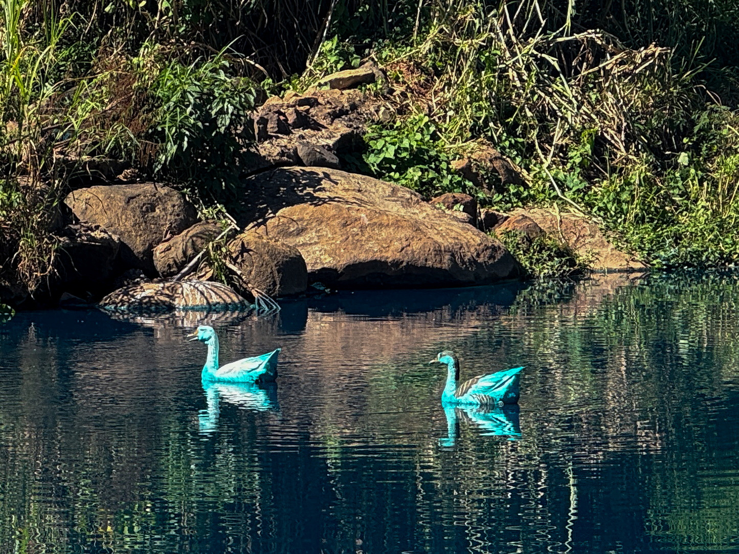 Birds coloured blue swim in a creek affected by a dye spill, in Jundiai, Brazil 