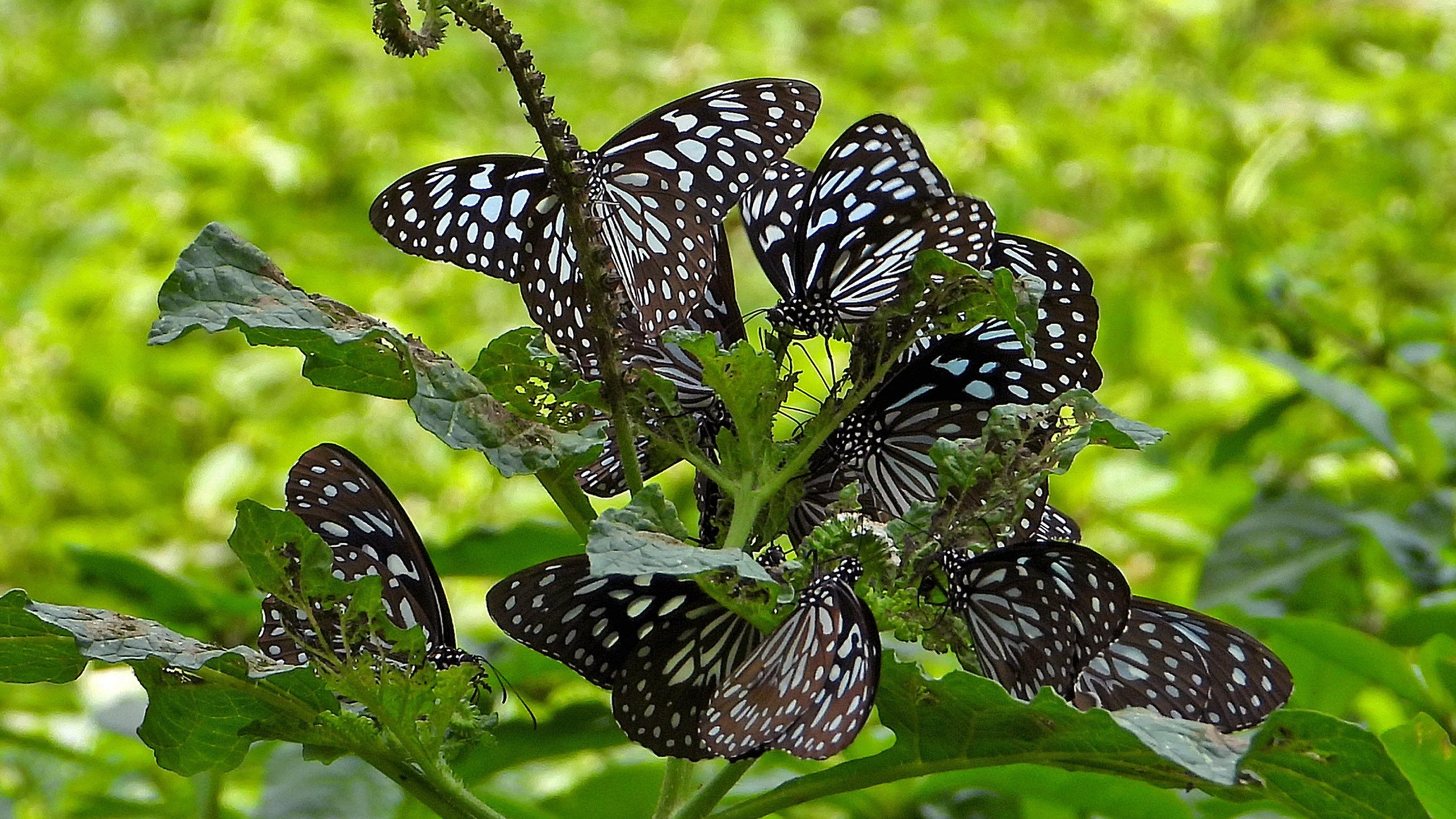 Call for more butterfly studies