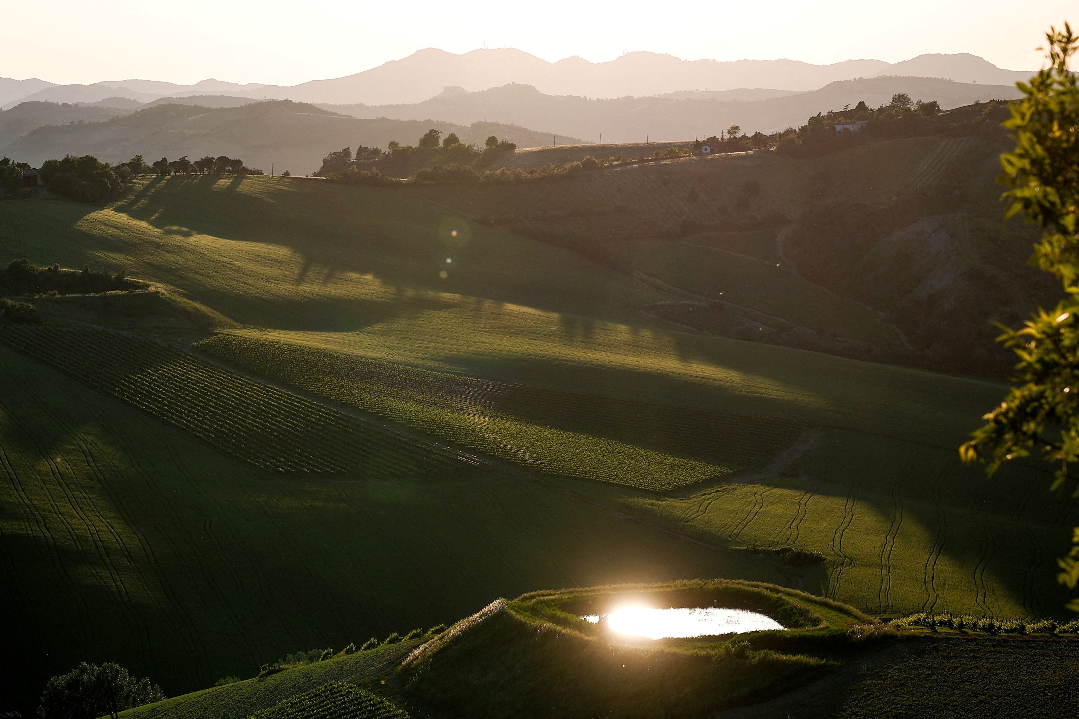 Vineyards are seen near Imola, Italy, May 17, 2025. 