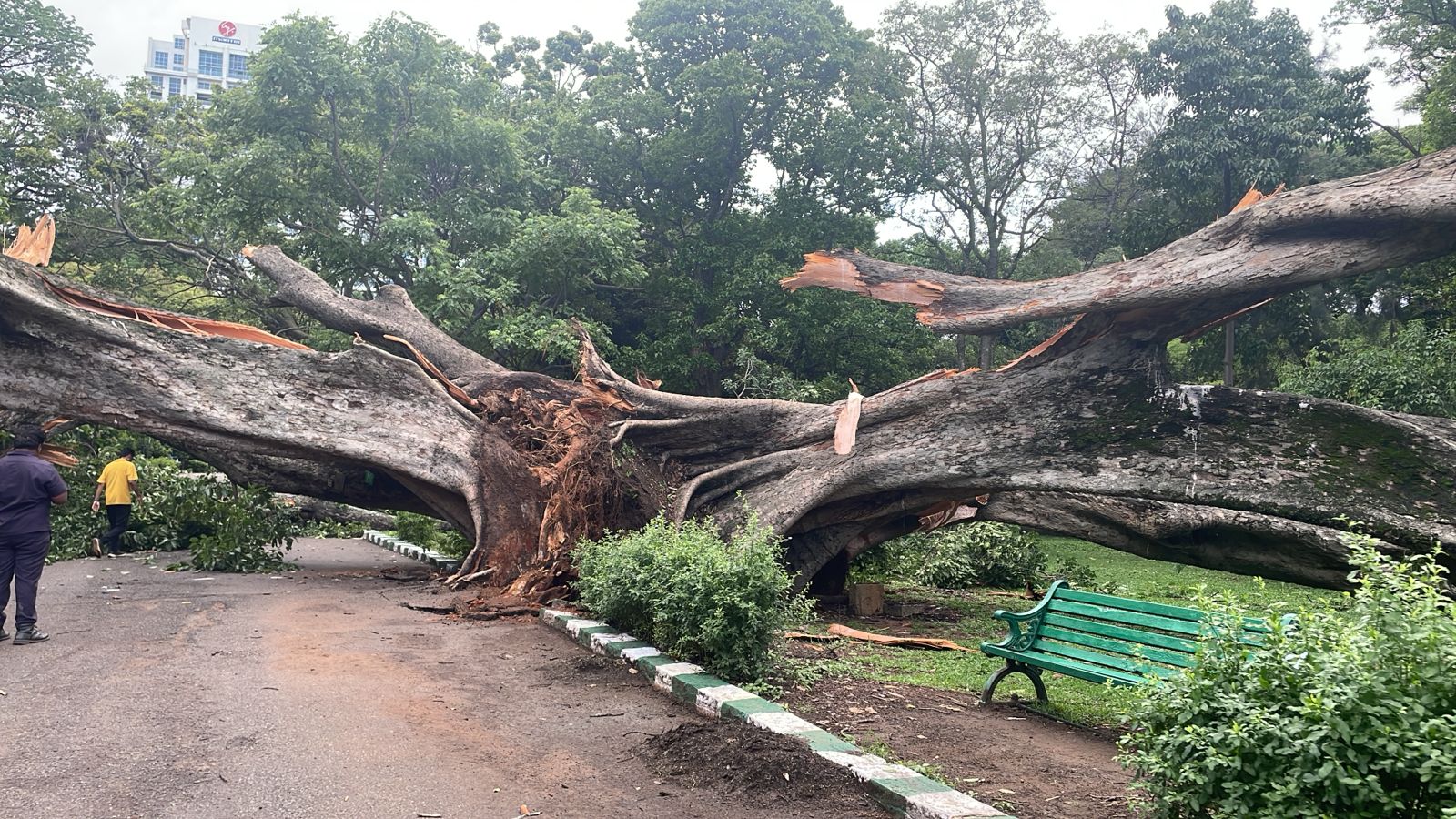 150-year-old tree collapses in Bengaluru's Lalbagh Botanical Garden