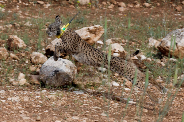 A one-year-old female Iberian lynx, a feline in danger of extinction, named Viznar is released with other female lynxes as part of the European project 'Life LynxConnect' to recover this species in the Arana mountain range, in Iznalloz, near Granada, southern Spain.
