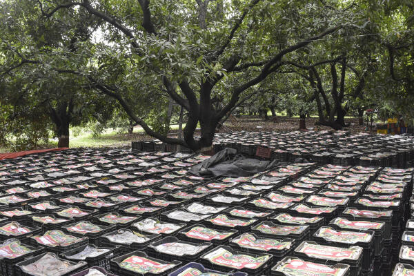 Crates of mangoes being dried at a farm after heavy rainfall, in Surat, Gujarat.