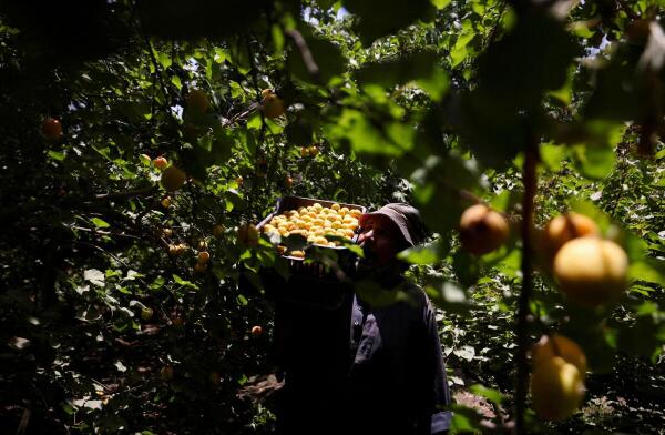 A worker carries apricots collected from the trees during the harvest season, in Al Qalyubia Governorate, Egypt.