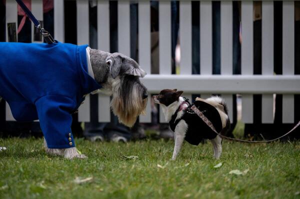 A Schnauzer and Chihuahua take part in the Best Bridgerton Lookalike competition at the annual Greenwich Dog Show held at the Old Royal Naval College in London, Britain.