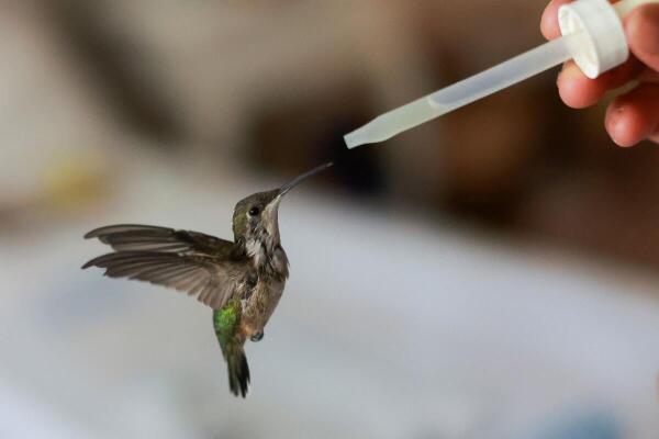 Cecilia Antonio feeds a hummingbird at Catia Lattouf's apartment, where Catia holds a makeshift clinic to take care of hummingbirds in Mexico City, Mexico.