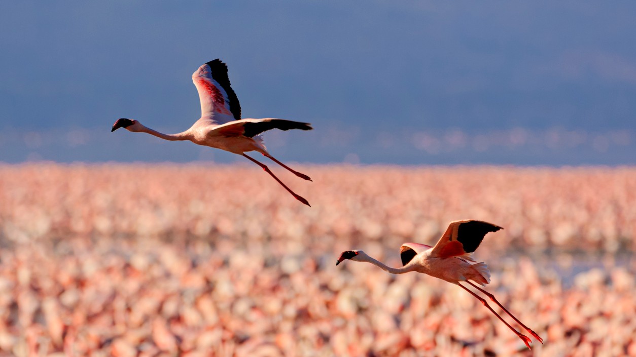 Lesser flamingos lose one of their only four African breeding sites to sewage