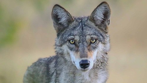 May the howl return