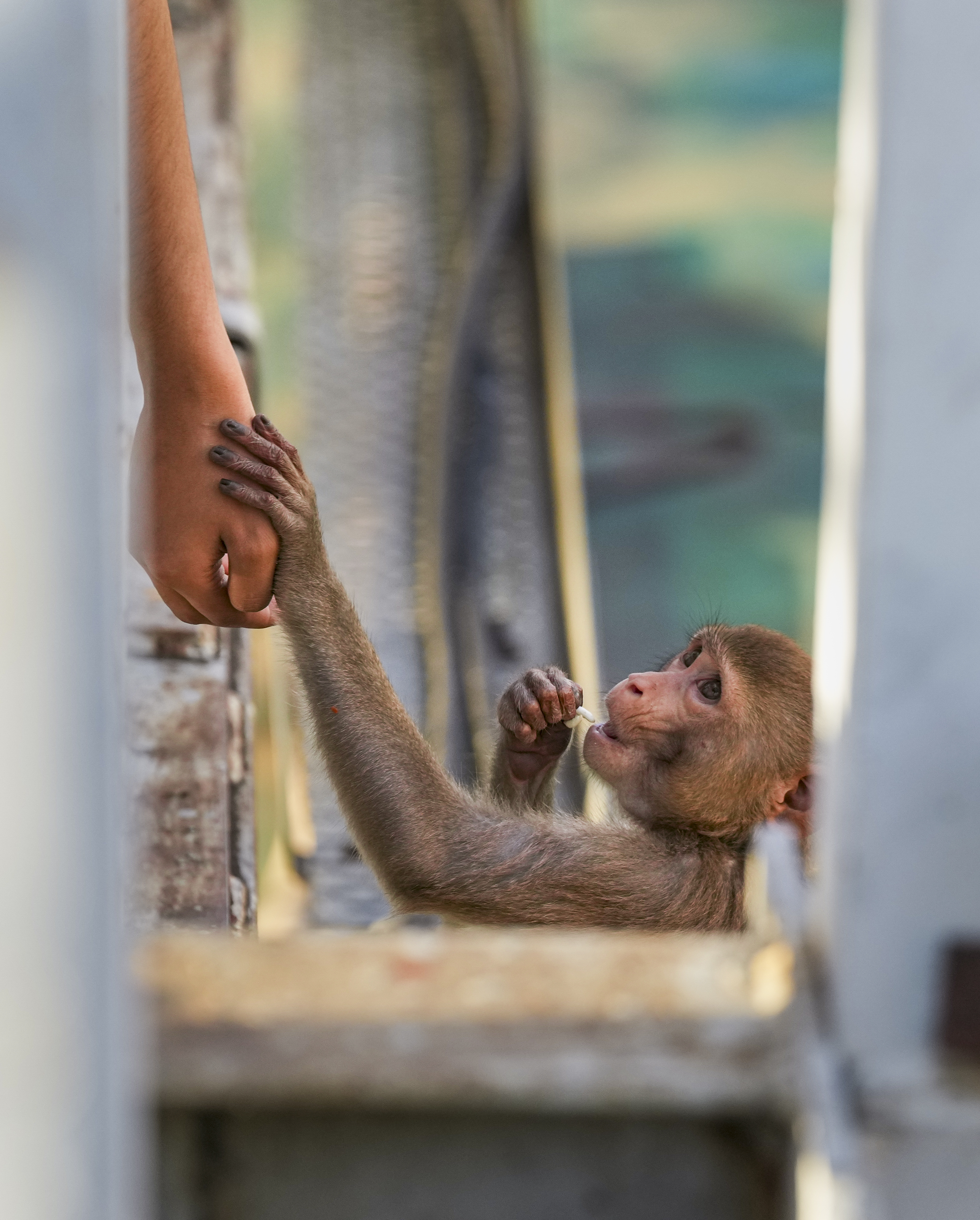 Standalone: Pedestrian feeds a monkey in Kolkata