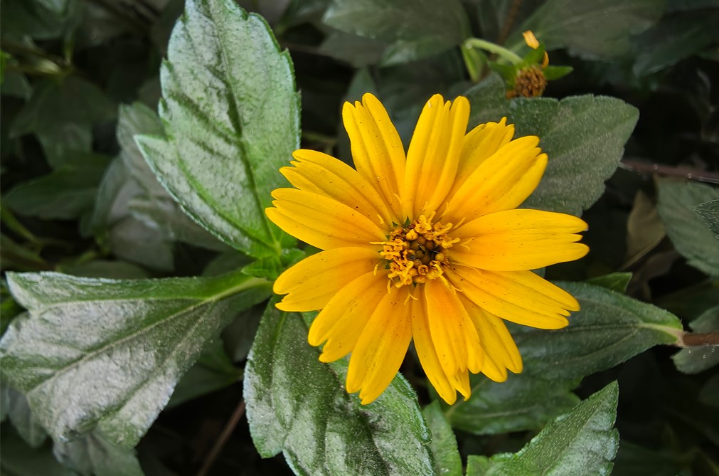 Samsung Galaxy S25 Edge Camera sample.