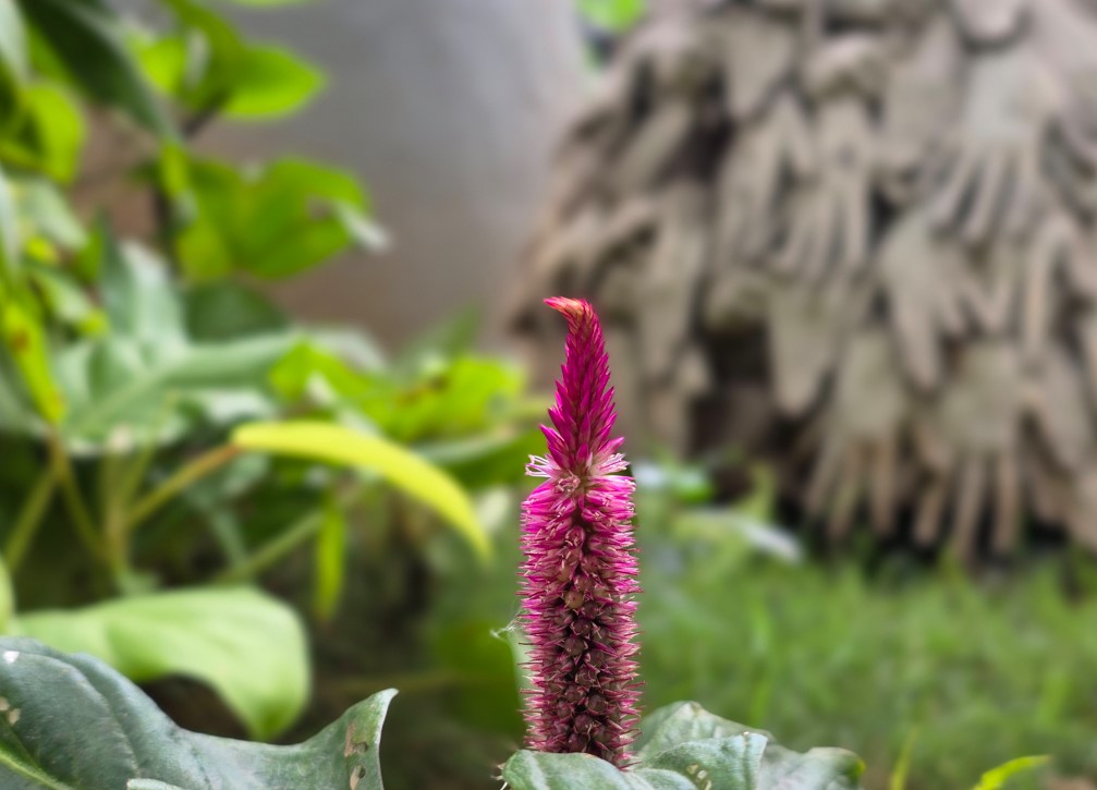 Samsung Galaxy S25 Edge Camera sample with portrait mode.