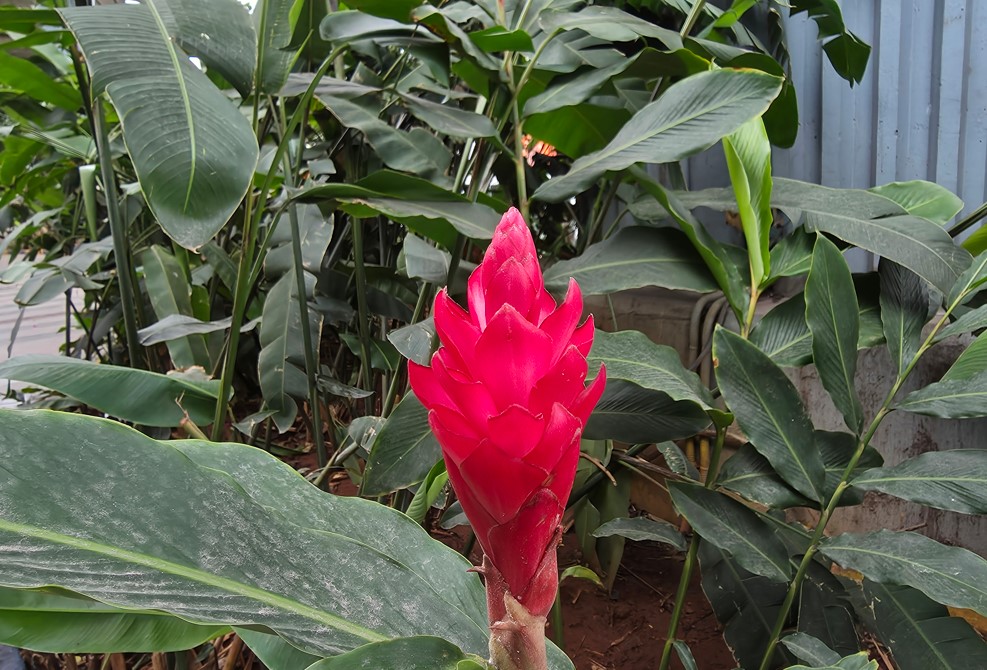 Samsung Galaxy S25 Edge Camera sample.