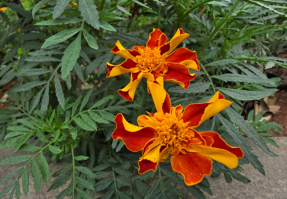 Samsung Galaxy S25 Edge Camera sample.