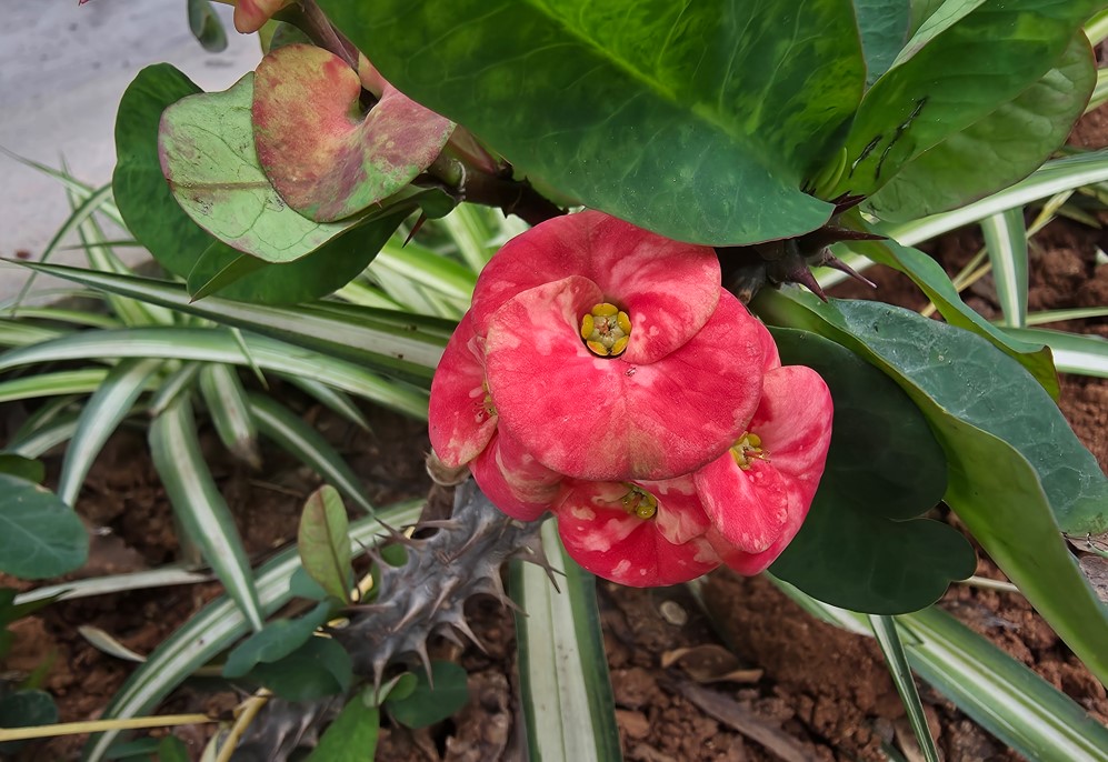Samsung Galaxy S25 Edge Camera sample.
