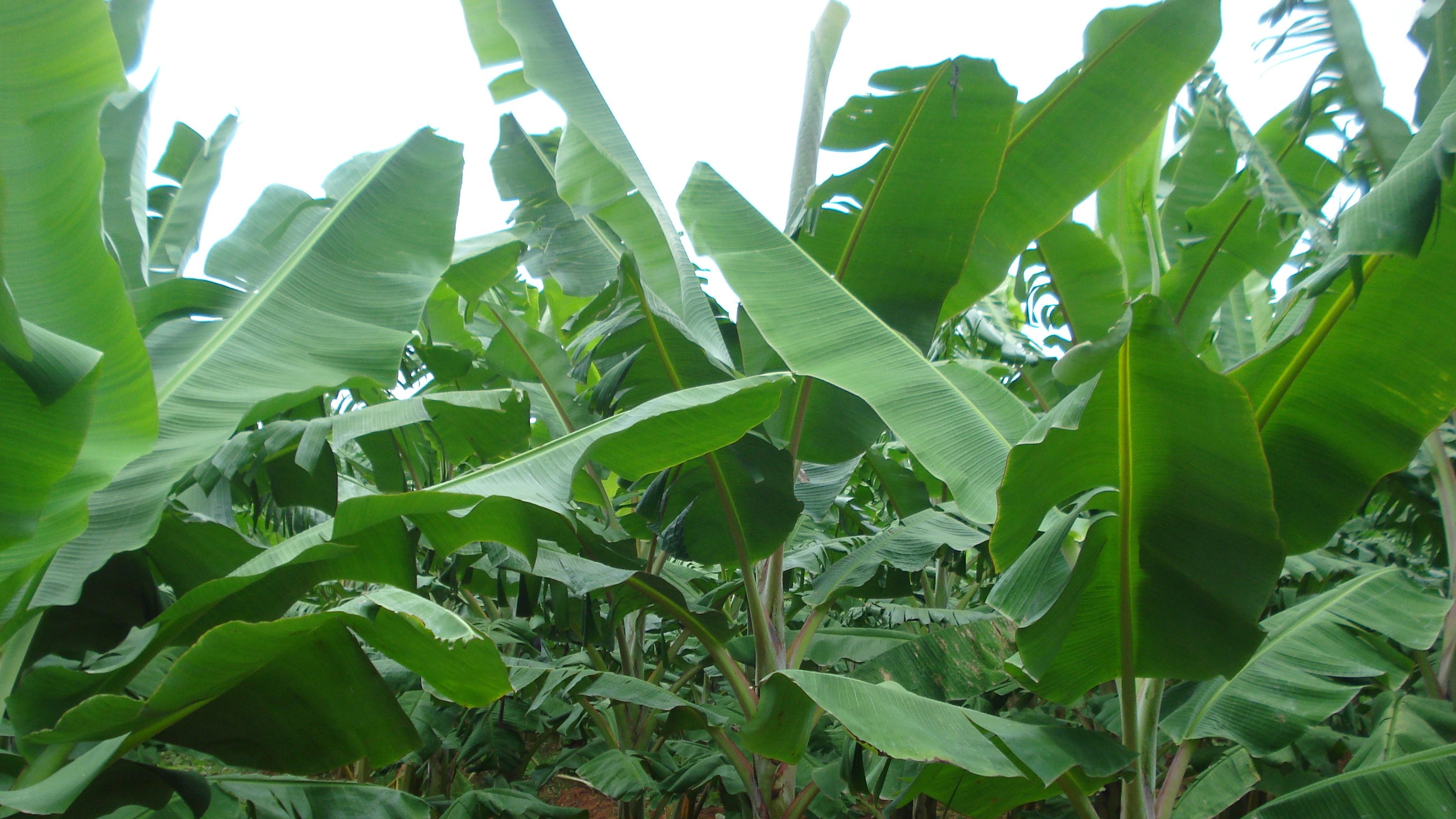 Monoculture cropping threatens banana cultivation: Experts