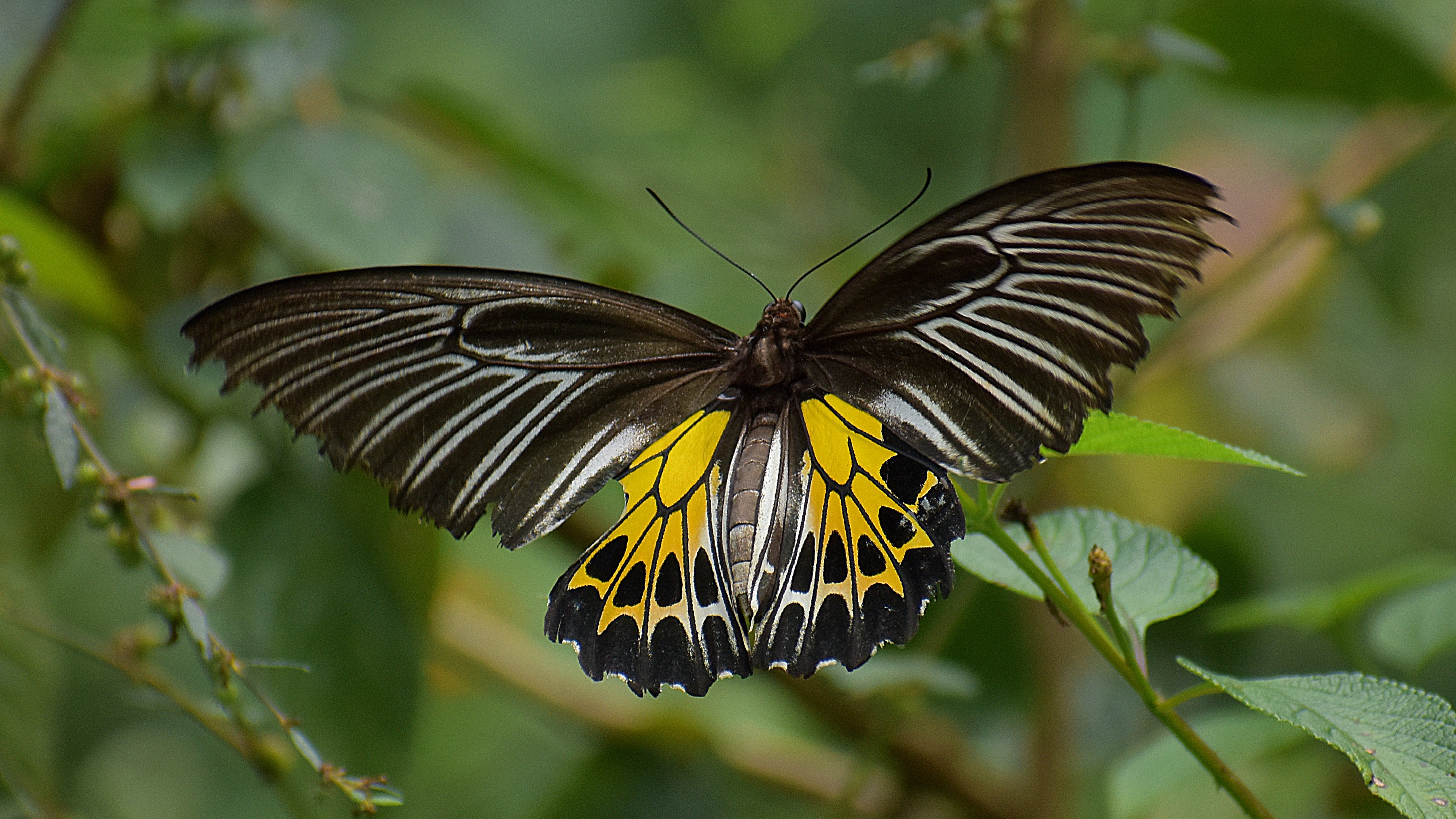 The enchanting science of chasing butterflies