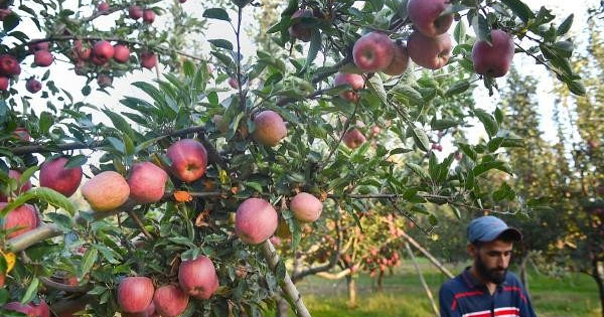 Timely Rainfall Offers Relief to Kashmir Apple Growers, Revives Hopes