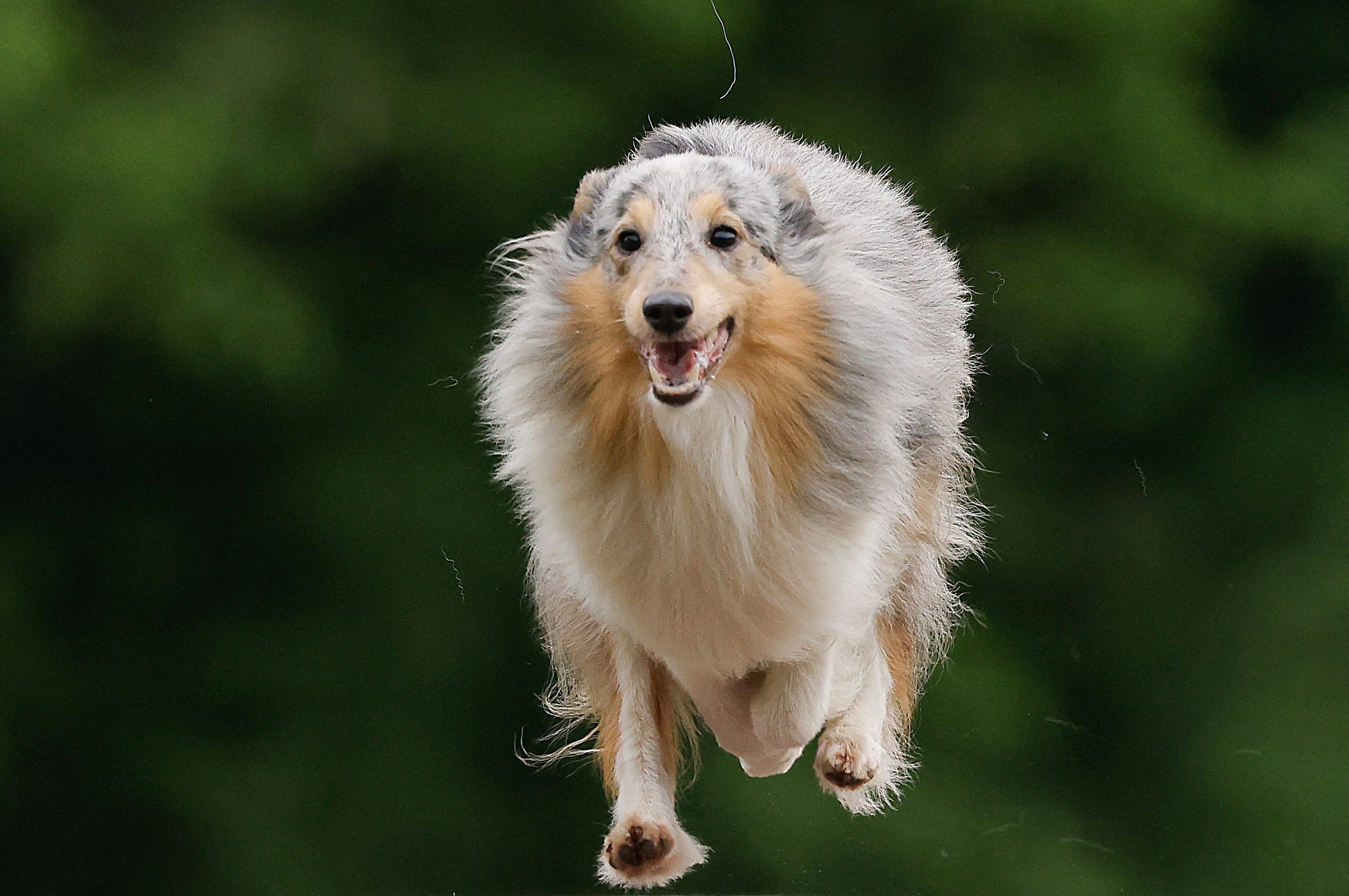 A Shetland Sheepdog jumps during Russian Cynological Federation championship in dog agility in Moscow