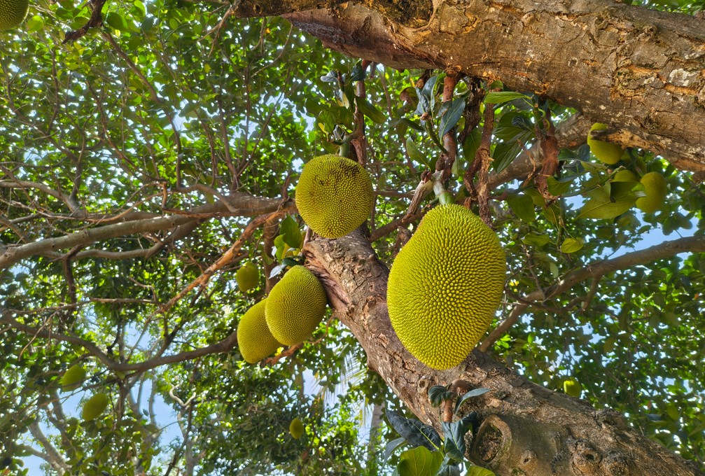 Motorola Edge 60 Pro's camera sample.