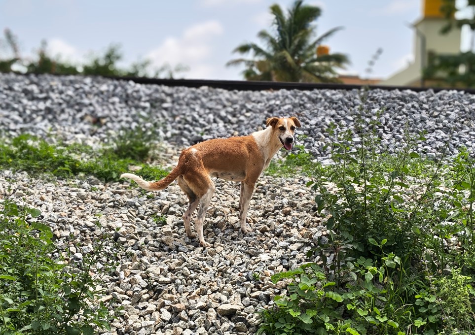 Motorola Edge 60 Pro's camera sample.
