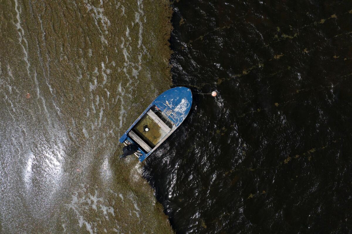 A drone view shows a wooden boat surrounded by sargassum seaweed during its season from March to October, in Ceiba, Puerto Rico
