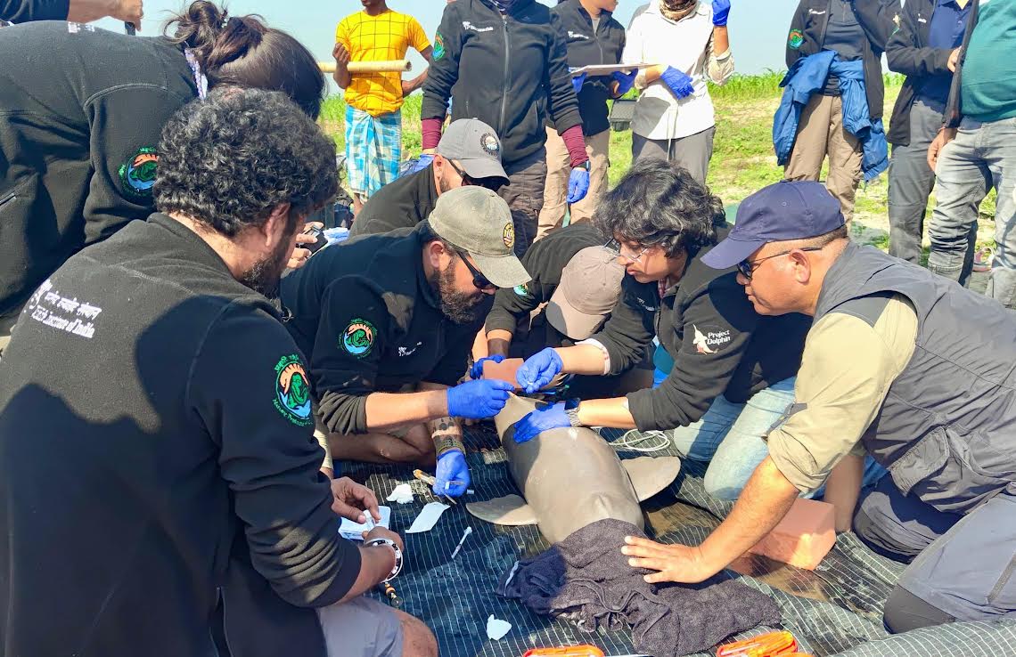 Satellite tagging of the river dolphins in the Kulsi in December 2024.
