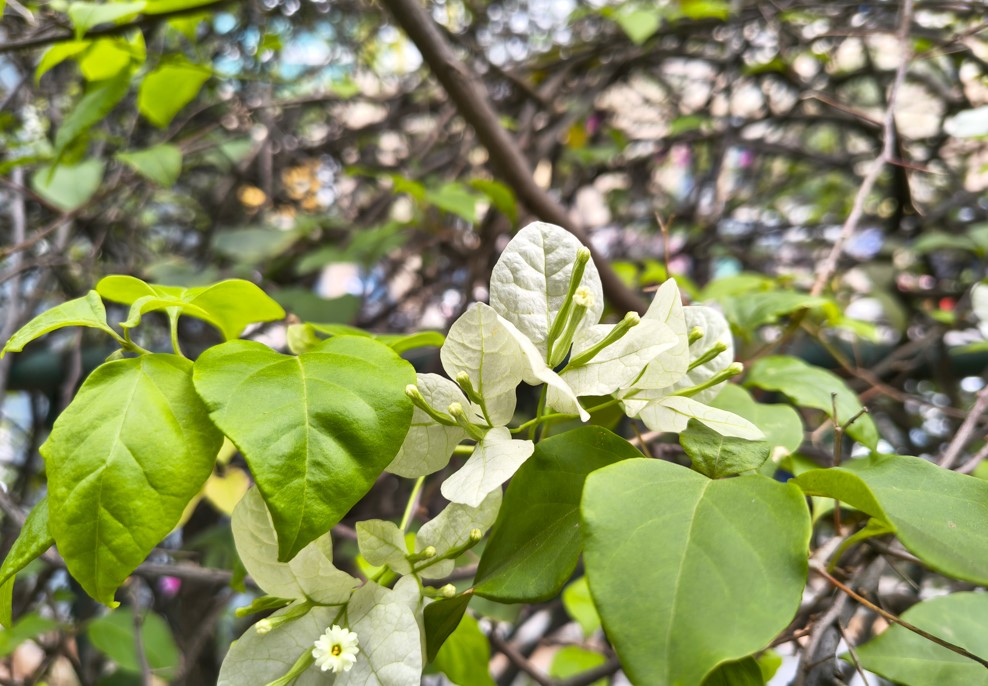 Motorola Edge 60 Pro's camera sample.