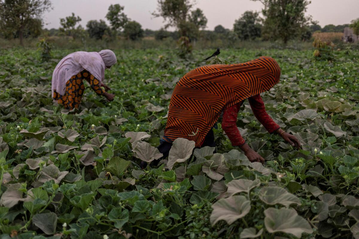 Women harvest kaadu in Shujabad