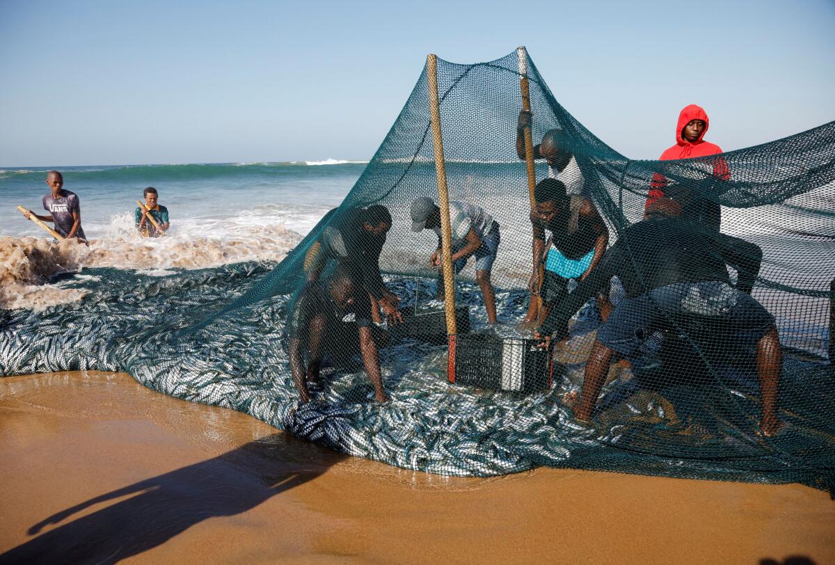 Fishermen fill crates with sardines netted during the annual sardine run in Warner Beach, South Africa